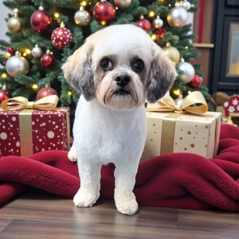 Teddy